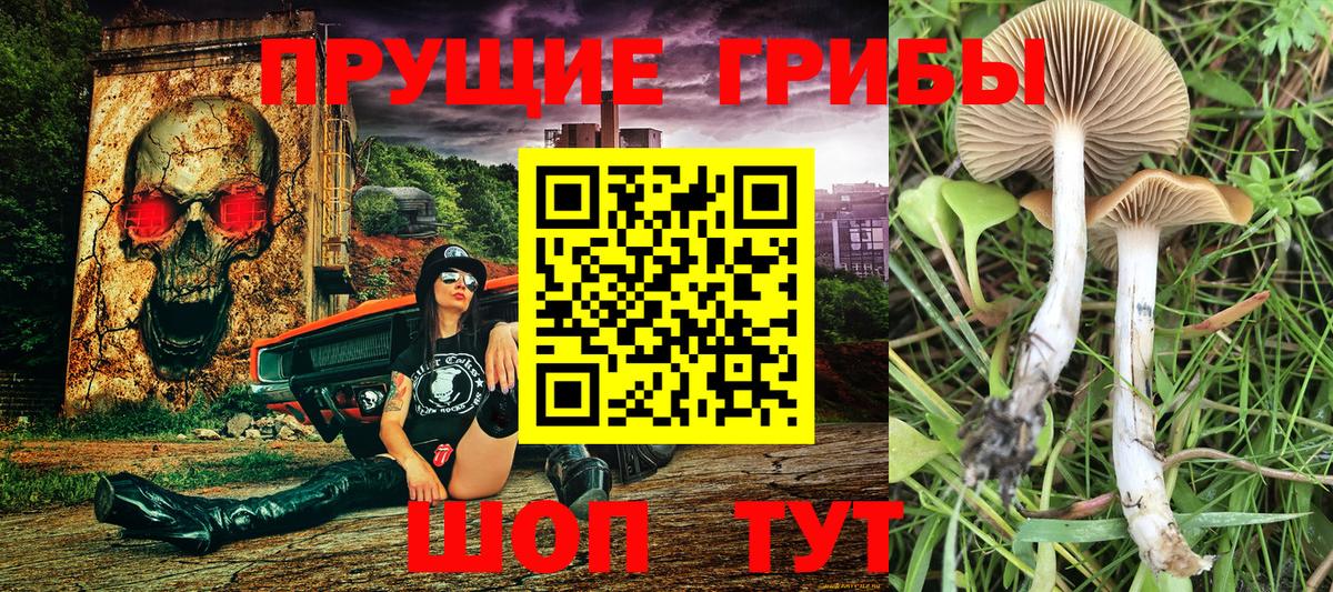 Псилоцибиновые грибы Psilocybine cubensis  Вход с VPN  Луга 